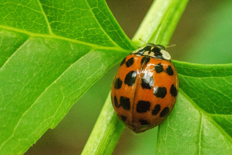 Lady Bird