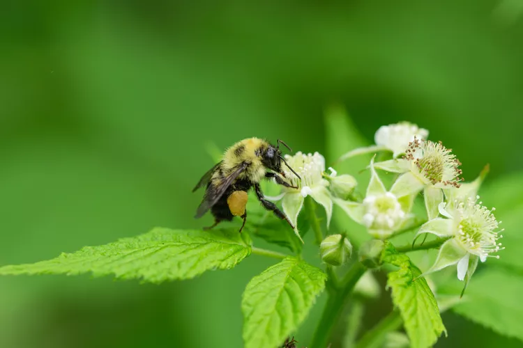 How Farms Can Share Wild Bees